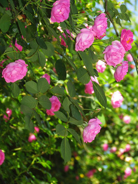 薔薇