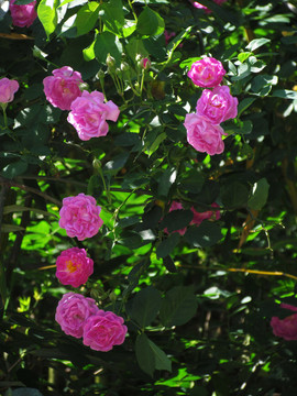 薔薇