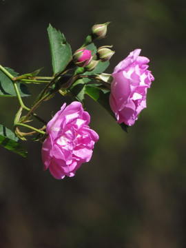 粉色薔薇
