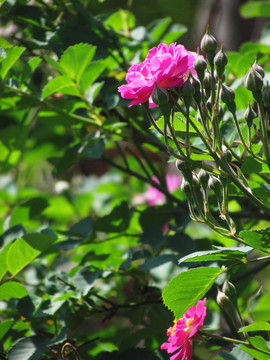 薔薇