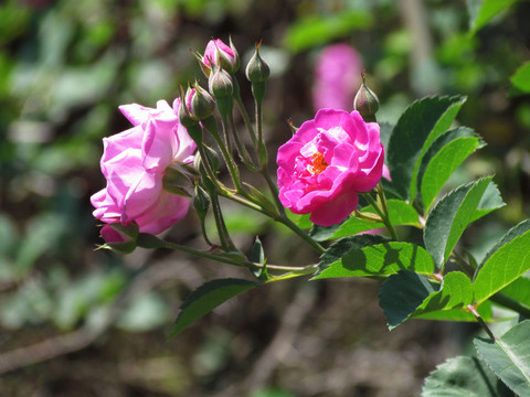 薔薇