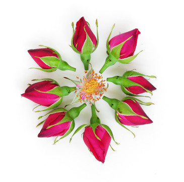 玫瑰花花蕾