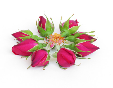 玫瑰花花蕾