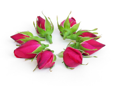 玫瑰花花蕾
