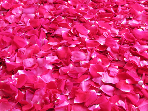 玫瑰花花瓣