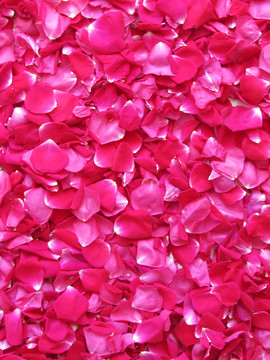 玫瑰花花瓣