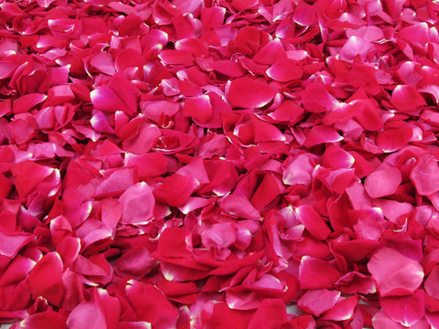 玫瑰花花瓣