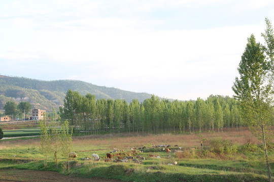 田園風光