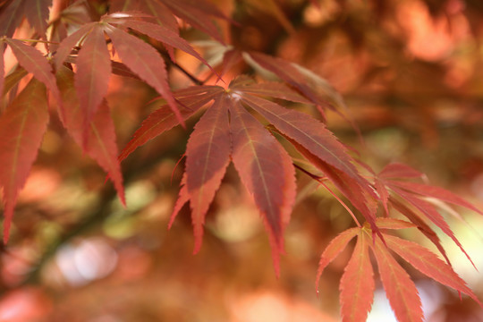 紅楓