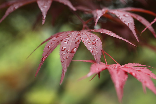 紅楓