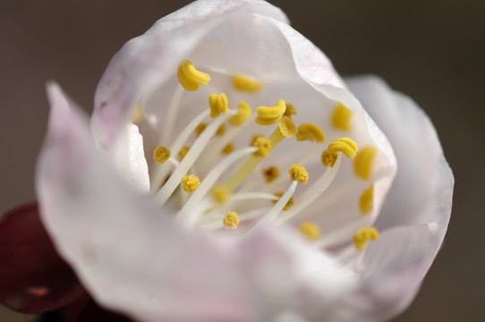 花蕊
