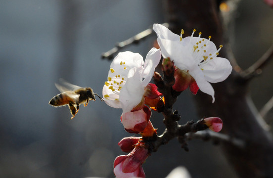 蜜蜂