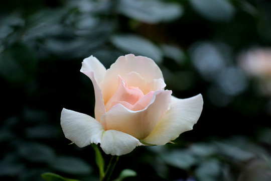 白色月季花