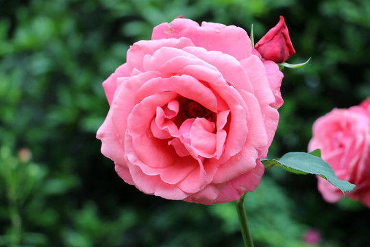 粉色月季花