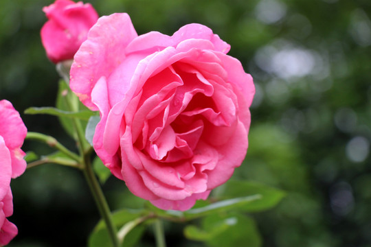 粉色月季花