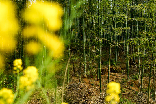 竹林