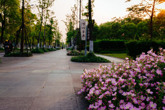 道路和鮮花