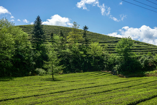 茶山