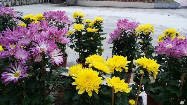 菊花