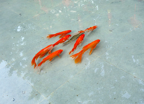 金魚(yú) 一群金魚(yú) 魚(yú)群 紅金魚(yú)