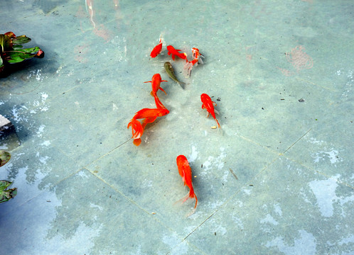金魚 水池 荷葉