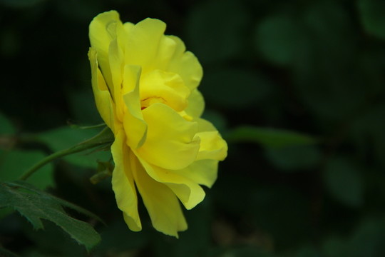 黃玫瑰