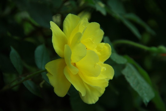 黃色玫瑰