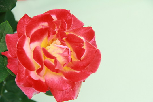 紅色玫瑰
