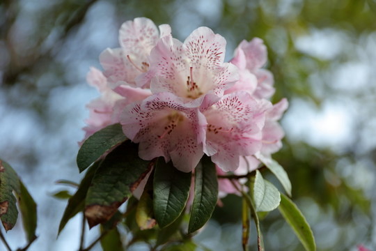杜鵑花