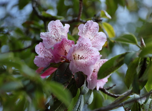 杜鵑花