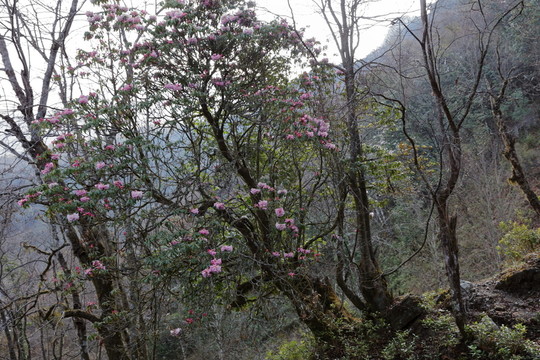 杜鵑花