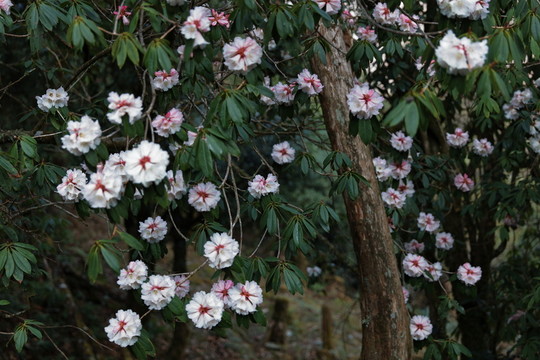 杜鵑花