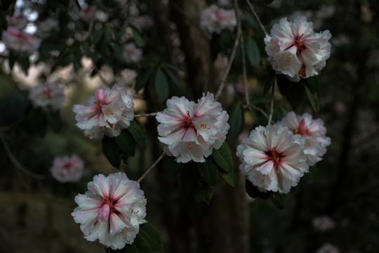 杜鵑花