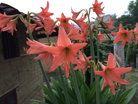 百合