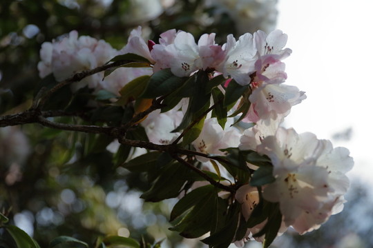 杜鵑花