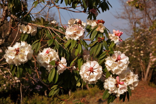杜鵑花