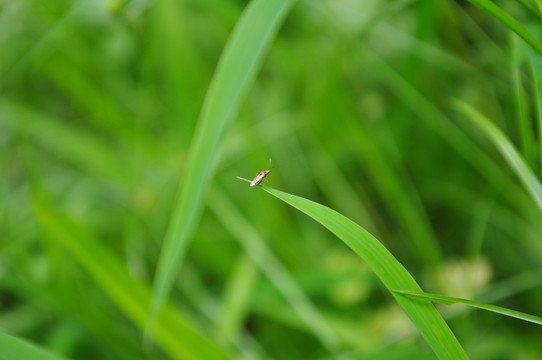 綠意
