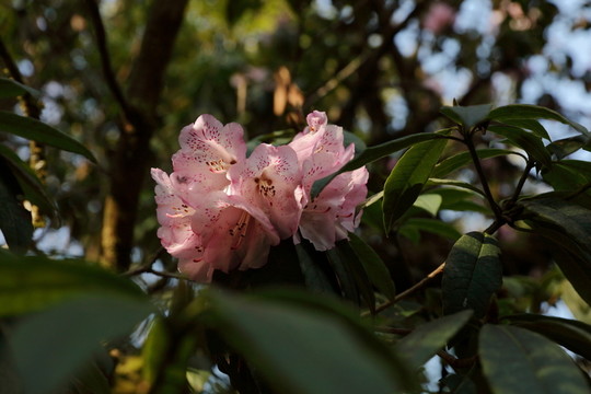 杜鵑花