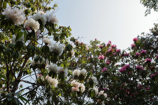 杜鵑花
