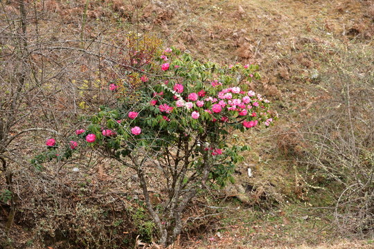 杜鵑花