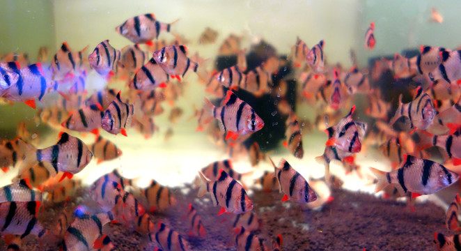 熱帶魚 金魚 海底世界