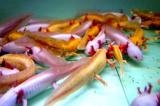 六角龍 魚