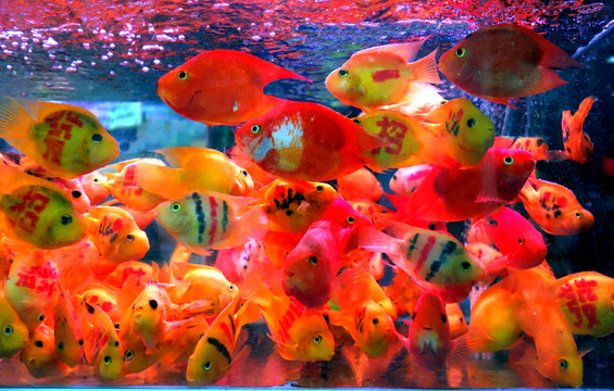 金魚 水族箱 水族宮 水族館