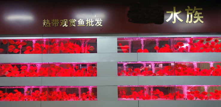 熱帶魚 批發(fā)市場(chǎng)