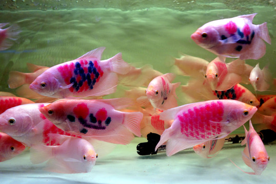 金魚 熱帶魚 水族箱