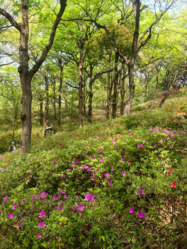 山花爛漫