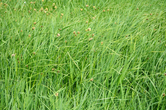 草地