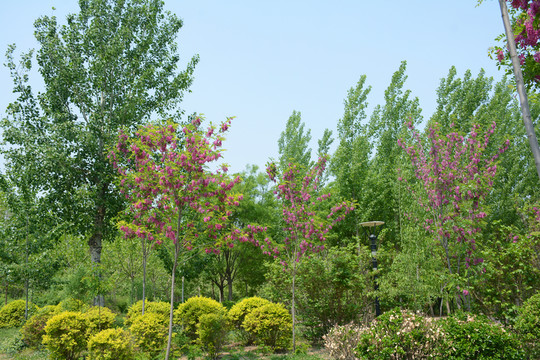 公園的樹