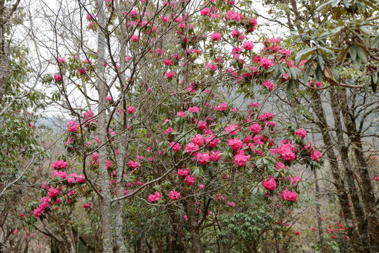 杜鵑花