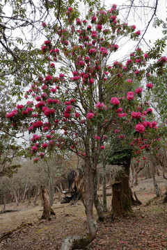 杜鵑花